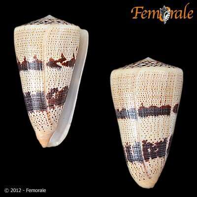 Image of cone snails