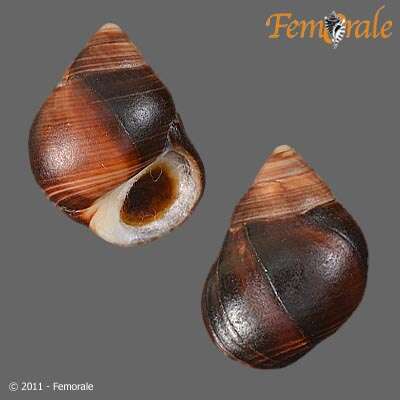 Image of Periwinkle snails