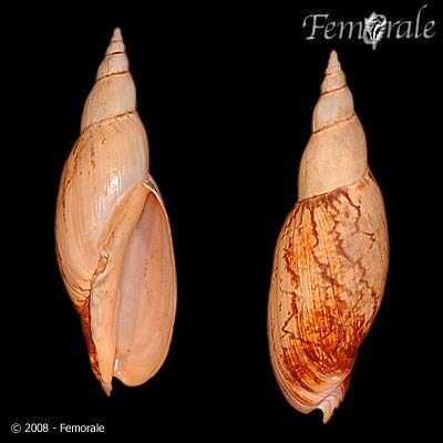 Plancia ëd Adelomelon ancilla (Lightfoot 1786)