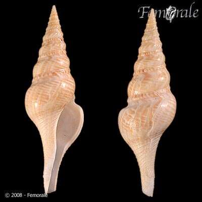 Image de Clavatulidae Gray 1853