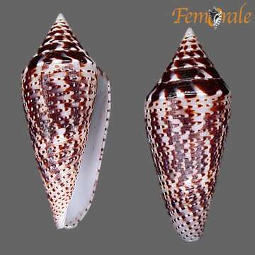 Image of Conasprella Thiele 1929