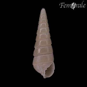 Слика од Pyramidella Lamarck 1799