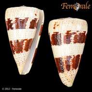 Image of cone snails