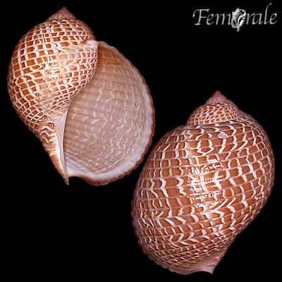 Image of tun shells