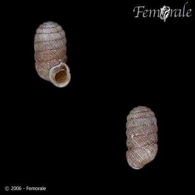 Image of Pagodulinidae