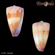 Image of cone snails