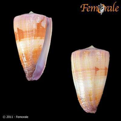 Image of cone snails