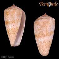 صورة Conus Linnaeus 1758