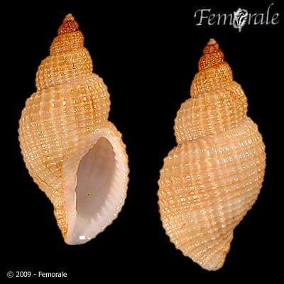 Image of nutmeg shells