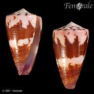 Image of cone snails