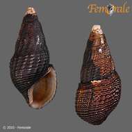 Plancia ëd Pachychilidae