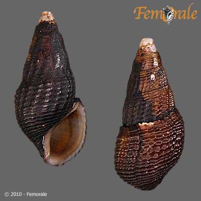 Plancia ëd Pachychilidae