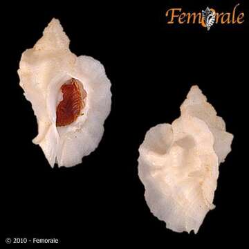 Image de Ceratostoma Herrmannsen 1846