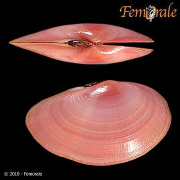 Imagem de Psammobiidae J. Fleming 1828