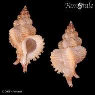 Image of Murex Snails