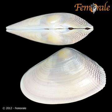 Image of Donacidae J. Fleming 1828