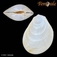 Image de <i>Ctenoides atlantica</i>