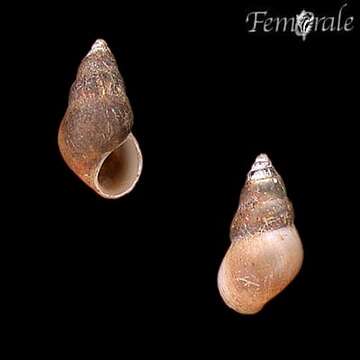 Peringia Paladilhe 1874的圖片