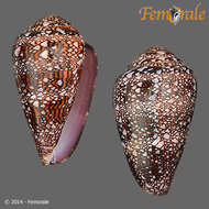 Image of Dall's cone