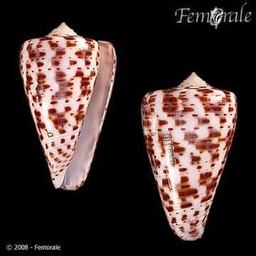 Image of Conus Linnaeus 1758