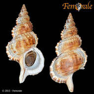 صورة Ranellidae Gray 1854
