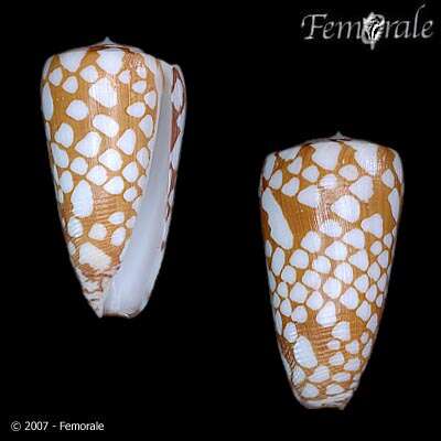 Image of Conus cordigera G. B. Sowerby II 1866