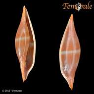 Image of Spindle Cowries