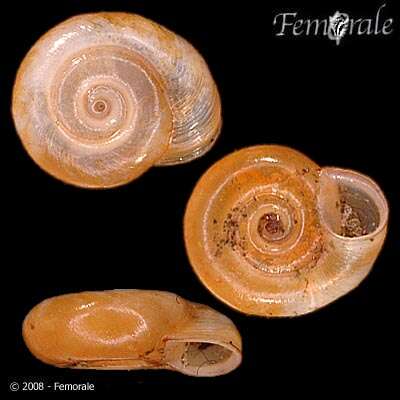 Image of ramshorn snails