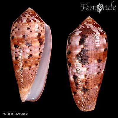 Image de Conus Linnaeus 1758