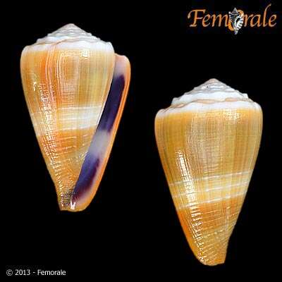 Image of cone snails