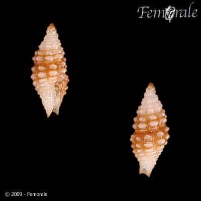 Image of Horaiclavidae Bouchet, Kantor, Sysoev & Puillandre 2011