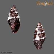 Слика од Turbinelloidea Rafinesque 1815