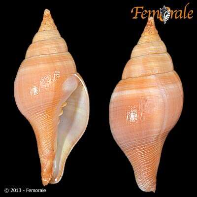 Image of Turbinellidae Swainson 1835