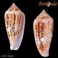 صورة Conus legatus Lamarck 1810