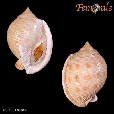 Image of Semicassis bisulcatum japonica (Reeve 1848)