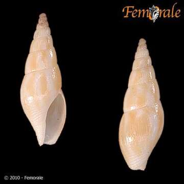 Imagem de Charitodoronidae Fedosov, Herrmann, Kantor & Bouchet 2018