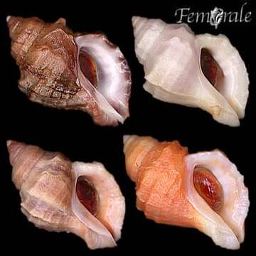 Image of dog whelks