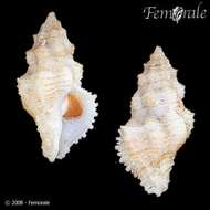 Image of Babelomurex Coen 1922