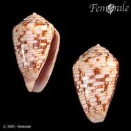 Image of cone snails