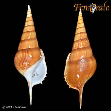 Image of Rostellariidae Gabb 1868