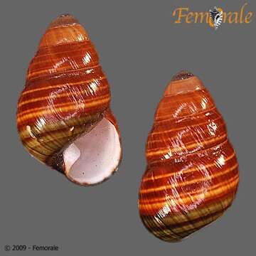 Image of Achatinella