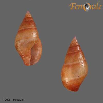 <i>Mitrella unifasciata</i> (Sowerby 1832)的圖片