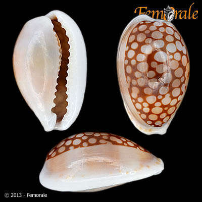 Image of Cypraea esontropia francescoi Lorenz 2002