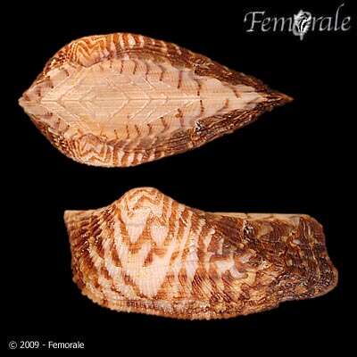 Image of Ark clam