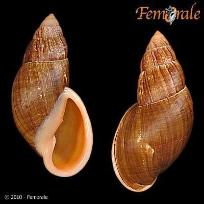 Image of Flax snail