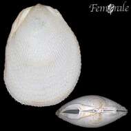 Image of Atlantic rough file shell