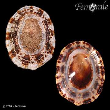 صورة Nacellidae Thiele 1891