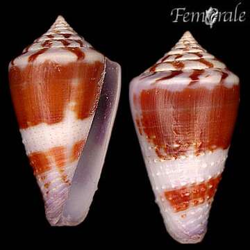 Image of cone snails