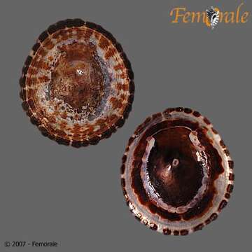 Image of Nacellidae Thiele 1891