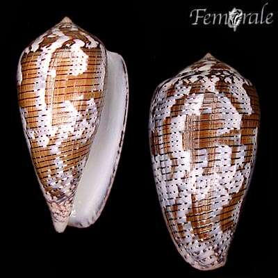 Image of cone snails